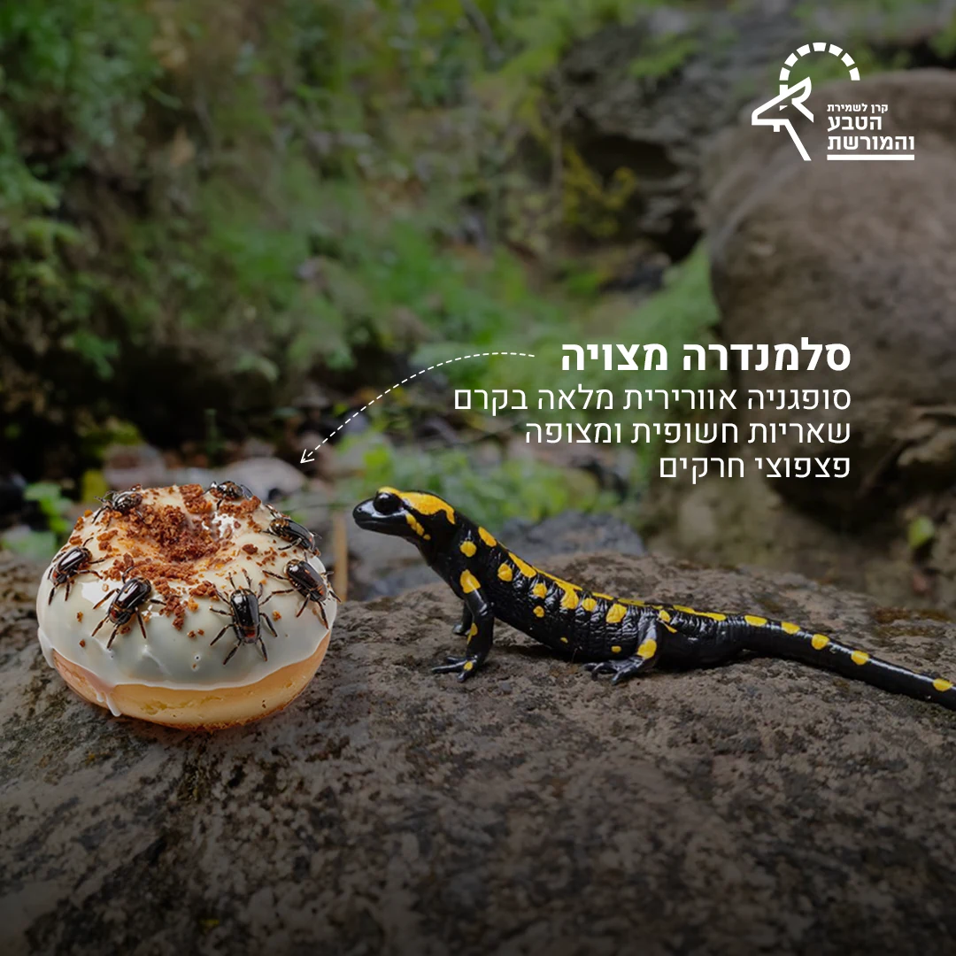 Israel Nature and Parks Authority — Nature · Social content